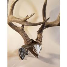 SKULL HOOKER Combo Pack Skull Cap Brown and Bone Bracket Blk
